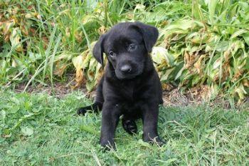 Puppies in PA
